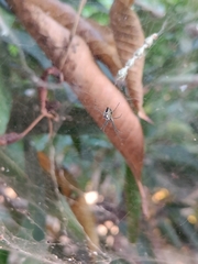 Cyrtophora cicatrosa