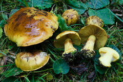 Cortinarius meinhardii