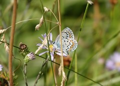 Plebejus melissa