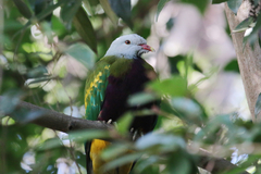 Ptilinopus magnificus