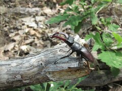 Lucanus cervus