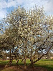 Pyrus