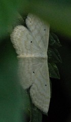 Scopula immutata