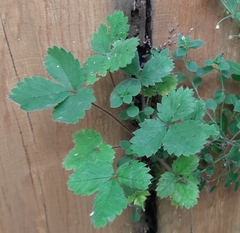 Potentilla micrantha