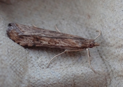 Nomophila nearctica