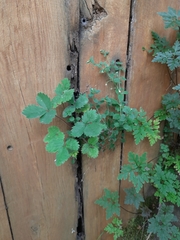 Potentilla micrantha