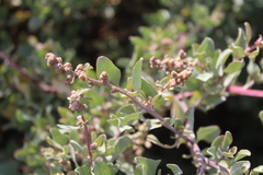 Atriplex vestita