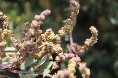 Atriplex vestita