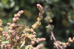 Atriplex vestita