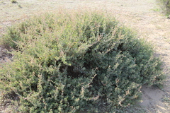 Atriplex vestita