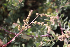 Atriplex vestita