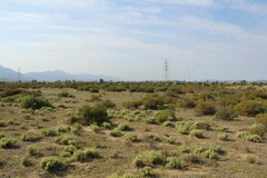 Atriplex vestita