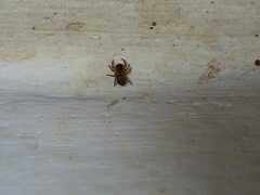 Hasarius adansoni