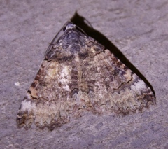 Pericyma