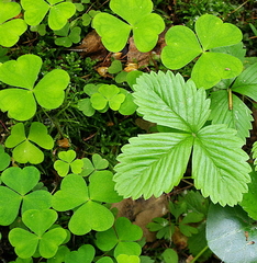 Oxalis acetosella