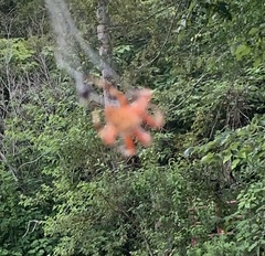 Araneidae