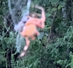 Araneidae