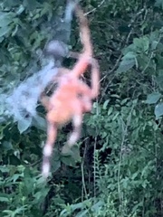 Araneidae