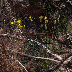 Bobartia gladiata