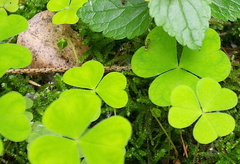 Oxalis acetosella