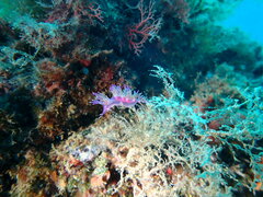 Flabellina affinis