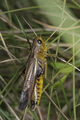 Arcyptera fusca