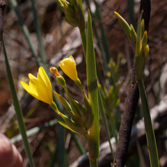 Bobartia gladiata
