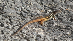 Psammodromus algirus