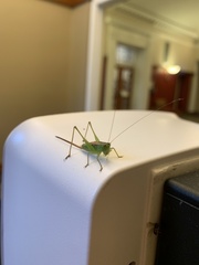 Conocephalus strictus