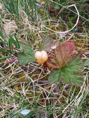 Rubus chamaemorus