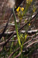 Bobartia gladiata