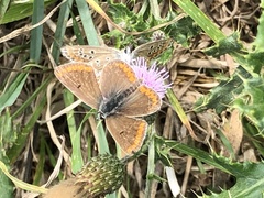 Aricia agestis