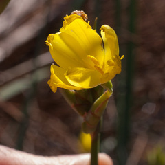 Bobartia gladiata
