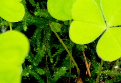 Oxalis acetosella
