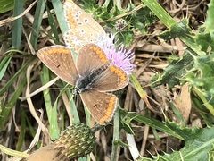 Aricia agestis