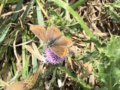 Aricia agestis