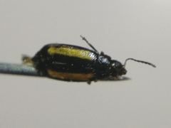 Phyllotreta vittula