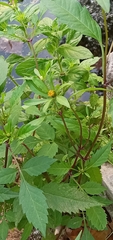 Bidens tripartita
