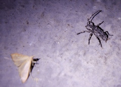 Hecyromorpha plagicollis