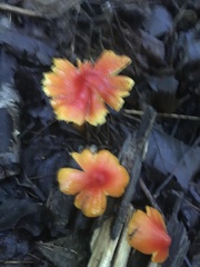 Hygrocybe punicea