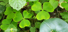 Oxalis acetosella