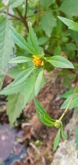 Bidens tripartita