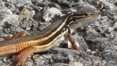 Psammodromus algirus