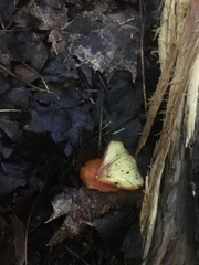 Hygrocybe punicea