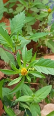 Bidens tripartita
