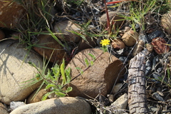 Osteospermum calendulaceum