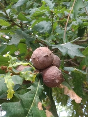 Andricus quercustozae