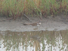 Charadrius vociferus