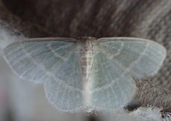 Chlorochlamys chloroleucaria