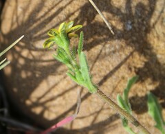 Osteospermum calendulaceum